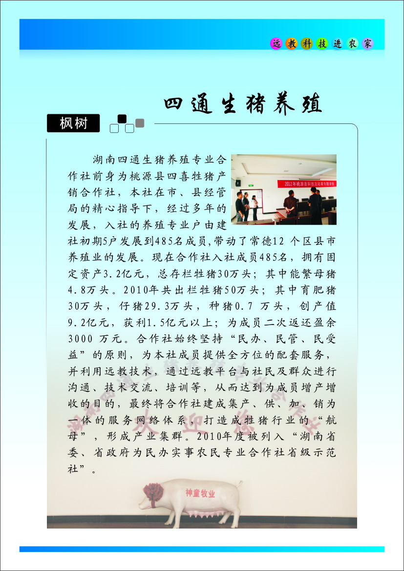 楓樹(shù)四通生豬.JPG